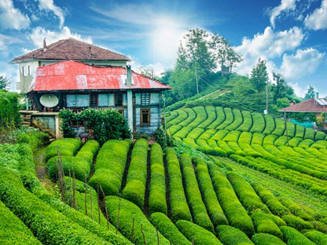 İkonik Karadeniz Yaylalar ve Batum Turu | 3 Gece Konaklamalı İstanbul Çıkışlı Kurban Bayramı Özel