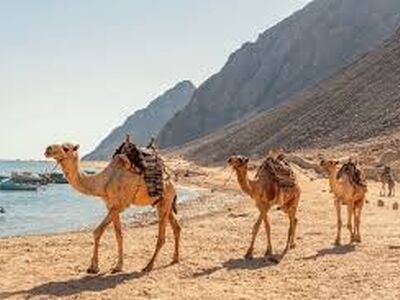 İzmir Hareketli Dahab & Kahire ve Kızıldeniz (Sharm)