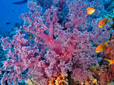 Sharm el Sheikh Turu –  Her Şey Dahil Konaklama – Vizesiz - 4 Gece/ 5Gün