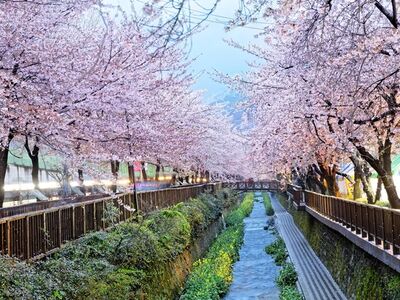 Japonya Kore Turu - Asiana Havayolları İle 10 Gece 12 Gün