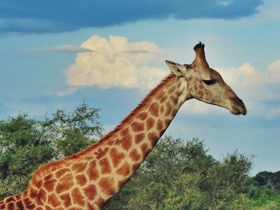 MUHTEŞEM GÜNEY AFRİKA TURU 6 Gece 9 Gün Qatar Havayolları ile - 2026 VİZESİZ