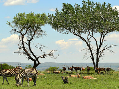 MUHTEŞEM GÜNEY AFRİKA TURU 6 Gece 9 Gün Qatar Havayolları ile - 2026 VİZESİZ