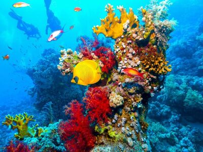 Sharm el Sheikh – Vizesiz – 4 Gece, 6 Gün – Ankara Direkt Hareketli –  2026 Kış