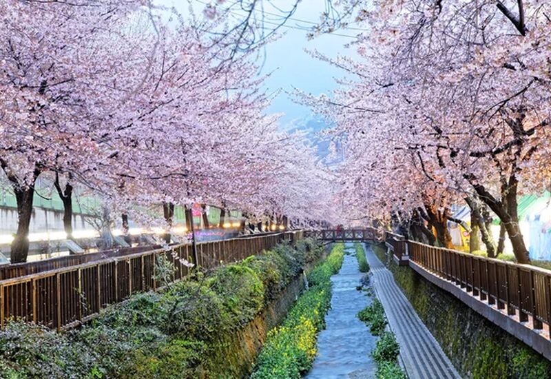 Büyük Japonya Kore Turu- Singapur Havayolları İle