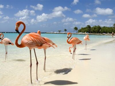 Küba Camaguey Cayo Coco Turu THY ile 8 Gece 10 Gün Ekstra Turlar Dahil!