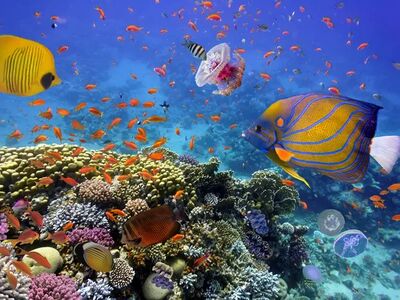 Promosyon Sharm El Sheikh Turu Ajet ile 4 Gece Otelden Erken Çıkışlı