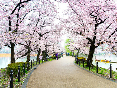 Japonya Kore Turu Emirates Havayolları ile 10 Gece 13 Gün 2026