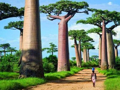 Madagaskar & Mauritius Turu Emirates Havayolları İle 10 Gece 12 Gün 2026