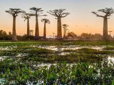 Madagaskar & Mauritius Turu Emirates Havayolları İle 10 Gece 12 Gün 2026