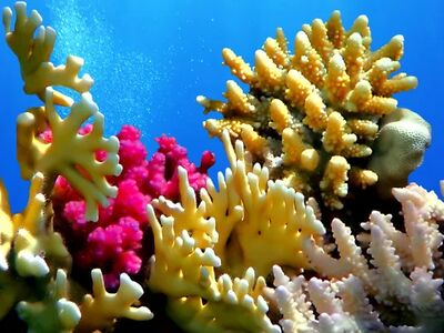 Sharm el Sheikh - Kahire ve İskenderiye Masalı Ajet Hava Yolları İle 5 Gece 7 Gün