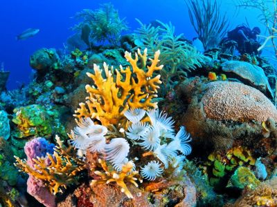 Kahire Sharm El Sheikh Turu Ajet Havayolları ile 4 Gece Kahire Şehir Gezisi Dahil