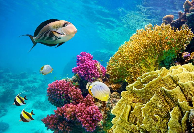 Şeker Bayramı Özel Sharm el Sheikh Her Şey Dahil Konaklama 4 Gece / 5 Gün