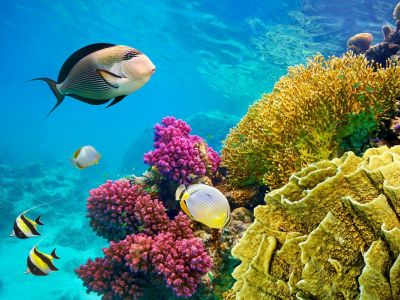 ADANA’dan SHARM EL SHEIKH & KAHİRE & İSKENDERİYE TURU Türk Hava Yolları İle Kurban Bayramı Özel